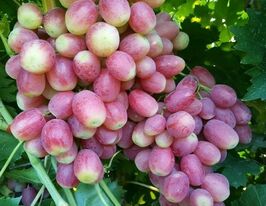 Виноград Басанти (саженец) купить