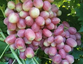 Виноград Басанті (саджанець)купити