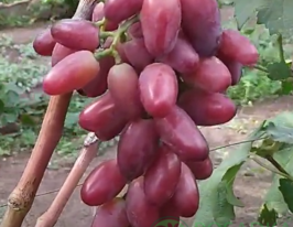Виноград Борисфен (саженец) купить