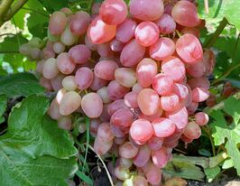 Виноград Кишмиш Казантип (саджанець)купити