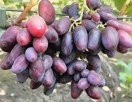 Виноград Шакіра (саджанець)купити