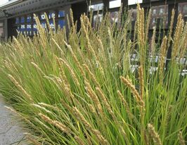 Сесслерия осенняя (Sesleria autumnalis) купить