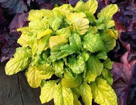 Аюга (живучка) ползучая Голд Ченг (Gold Chang) купить
