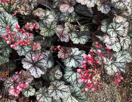Гейхера Глиттер (Heuchera Glitter) купить