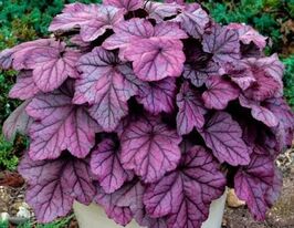 Гейхера Пинк Пантер (Heuchera Pink Panther) купить