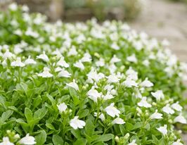 Мазус повзучий Альбус (Mazus reptans Albus)купити