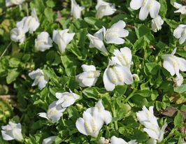 Мазус ползучий Альбус (Mazus reptans Albus) купить