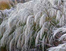Міскантус китайський Херон (Heron)купити