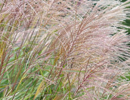 Міскантус китайський Цезар (Miscanthus sinensis Cezar)купити
