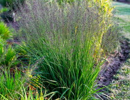 Молиния голубая Банши (Molinia caerulea Banshee) купить