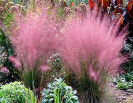Мюленбергія волосовидна Рубі (Muhlenbergia capillaris Ruby)купити