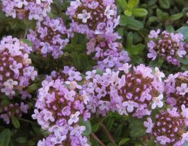 Тимьян длинностебельный (Thymus longicaulis) купить