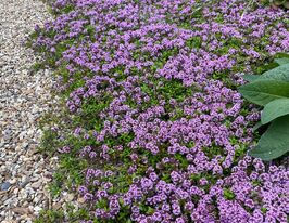Чебрець довгостебловий (Thymus longicaulis)купити