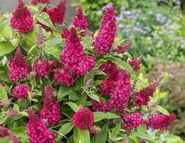 Будлея Давида Баттерфлай Кенди Литл Руби (Buddleja davidii Butterfly Candy Little Ruby) купить