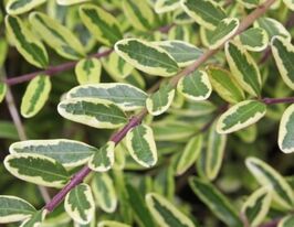 Жимолость шапковая Вариегата (Lonicera pileata Variegata) купить