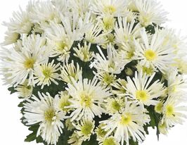Хризантема Хермоса Уайт (Hermosa White) купить