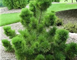 Сосна гірська японська (Pinus thunbergii)купити