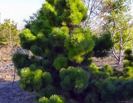 Сосна горная японская (Pinus thunbergii) купить