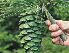 Сосна кедровая белая китайская (Pinus armandii) купить