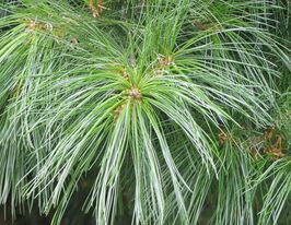 Сосна кедрова біла китайська (Pinus armandii)купити