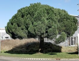 Сосна кедровая итальянская (Pinus pinea) купить