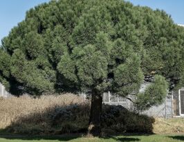 Сосна кедрова італійська (Pinus pinea)купити