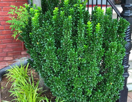 Бруслина японська Грін Спайр (Euonymus japonicus Green Spire)купити