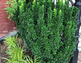 Бересклет японский Грин Спайр (Euonymus japonicus Green Spire) купить