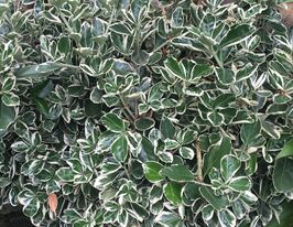 Бересклет японский Микрофила Кэти (Microphylla Kathy) купить