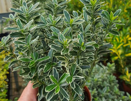 Бруслина японська Мікрофілус Сільвер (Microphyllus Silver)купити