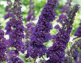 Будлея Давида Лавендер Капкейк (Buddleja davidii Lavender Cupcake) купить