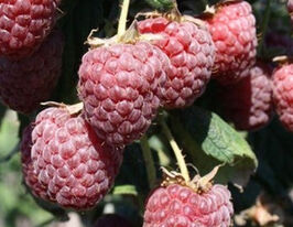 Малина Полесье купить