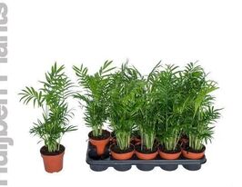 Хамедорея изящная 12 (Chamaedorea Elegans) купить