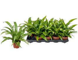 Аспленіум Антікум (Asplenium antiquum)купити