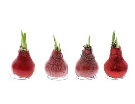 Гіпеаструм в асортименті (Hippeastrum Wax)купити