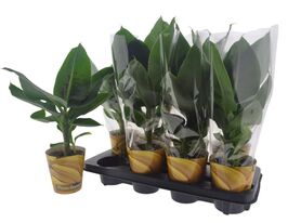 Банан Musa Tropicanaкупити