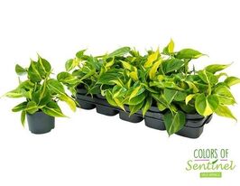 Філодендрон Бразіл (Philodendron Brasil)купити