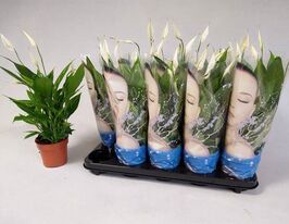 Спатифілум Алана 12/10 (Spathiphyllum Alana)купити