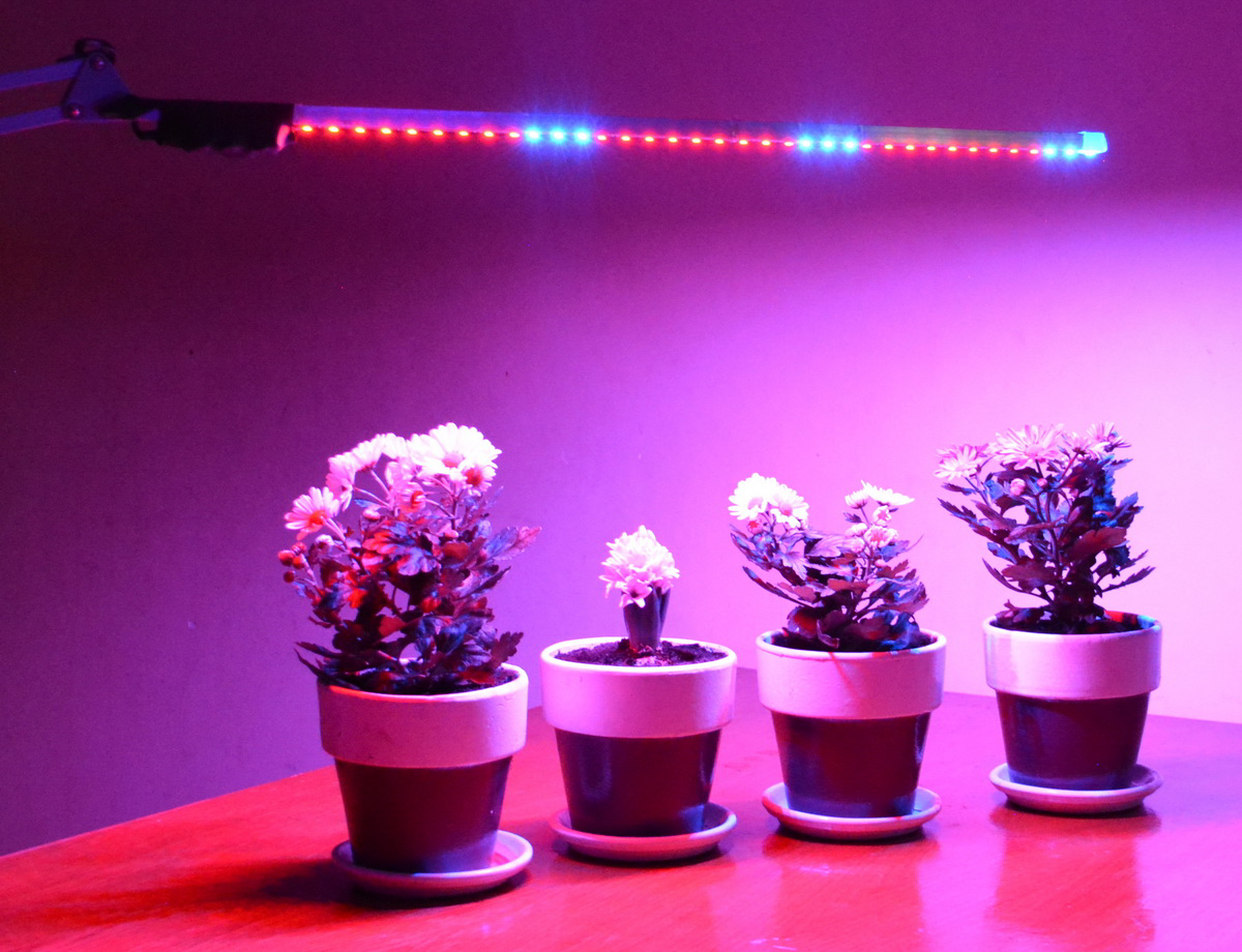 Розовая лампа для растений для чего. Ультрафиолетовая светодиодная лента для растений. Подсветка растений светодиодными лампами. Фитолампа для растений. Цветы с подсветкой.