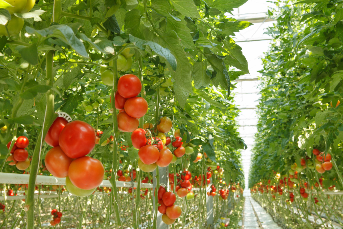Статья от Dobrodar: Томаты - Какие бывают сорта и виды томатов, и как ихвыращивать?