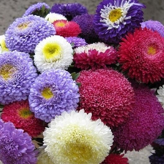 Айстра Помпонна суміш, Айстри, Насіння квітів, Добродар Добродар - купити в Україні
