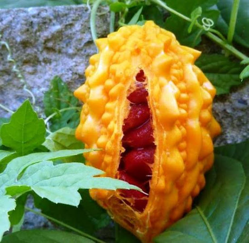 Момордика, Рідкісні культури, Насіння овочів, Добродар Добродар - купити в Україні