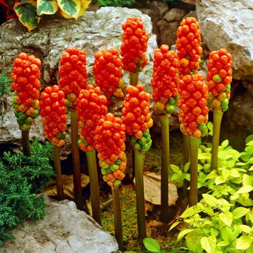 Аронник італійський Марморатум (Arum Marmoratum) в горщику, Цибулини Аруму, Цибулини квітів, Добродар Добродар - купити в Україні