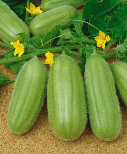 Огірок-диня Кароселло Барезе Carosello Barese, Рідкісні культури, Насіння овочів, Добродар Добродар - купити в Україні