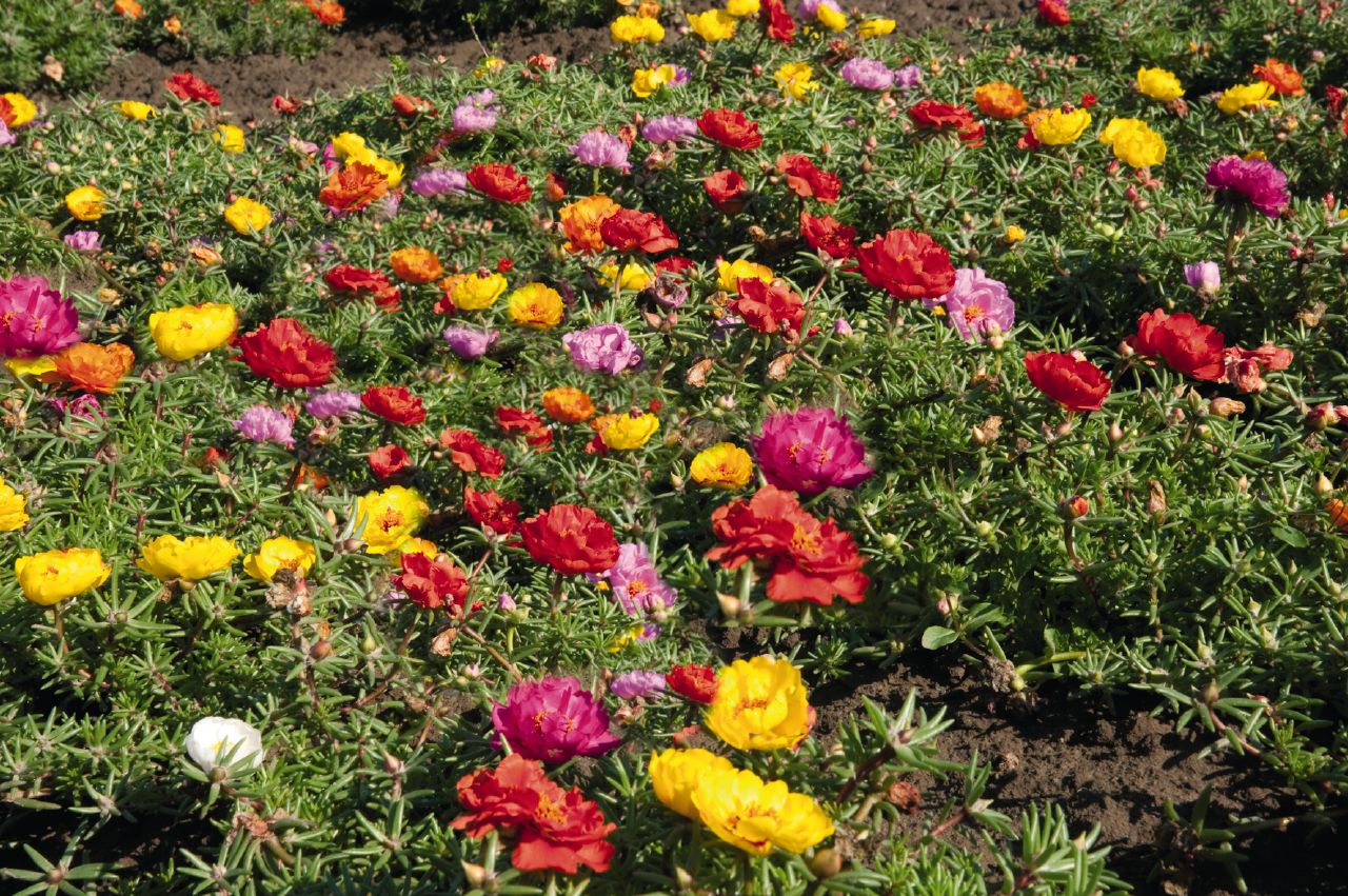 Портулак Крупноцветковый смесь в  - Однолетние цветы Dobrodar