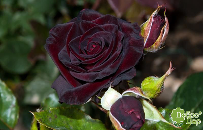 Роза чорний принц: опис, особливості вирощування та догляду