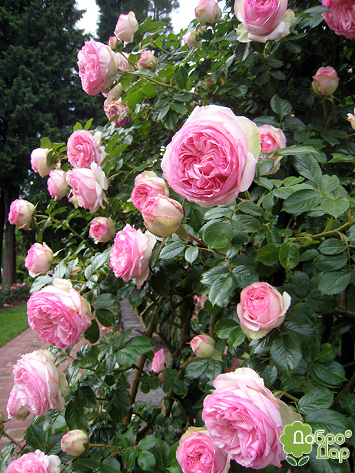 Корисні поради для придбання троянд П'єра Де Ронсар