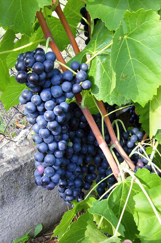 Сорт чорного винограду