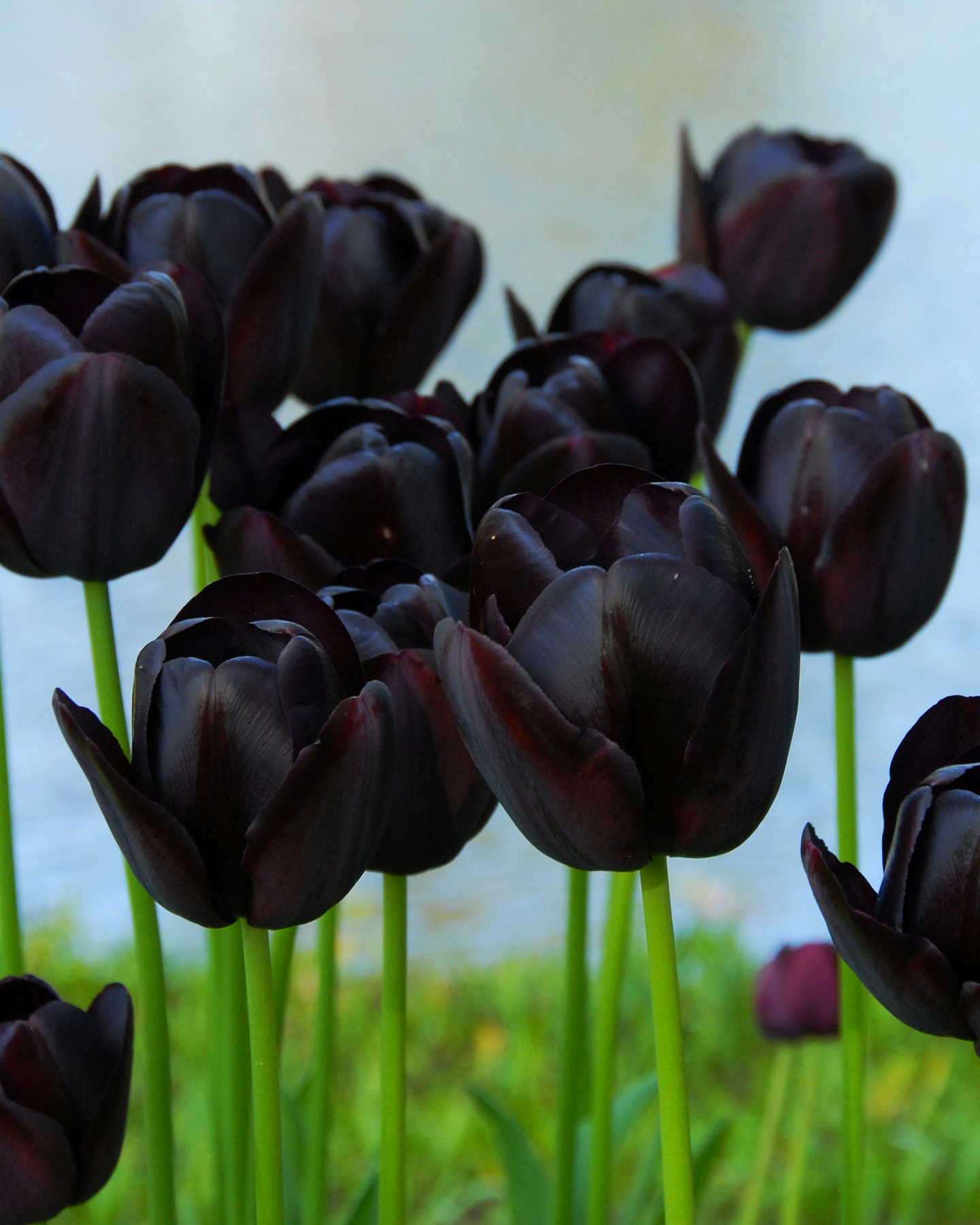 Сорт черных тюльпанов