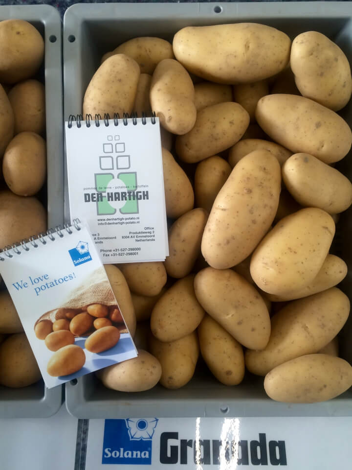 Картофель Гранада - купить семенной картофель с доставкой по Украине вмагазине Добродар